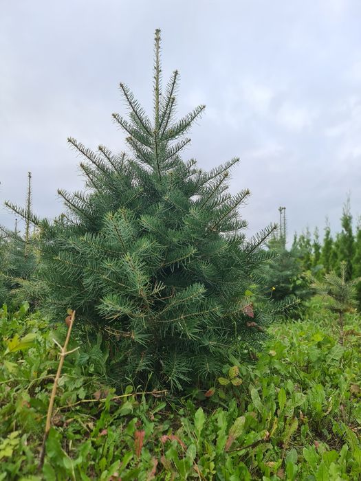Thuja Smaragd /  Producen /  Pomorskie / Promocja