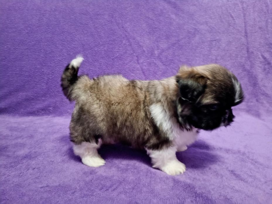 Shih tzu piesek z rodowodem
