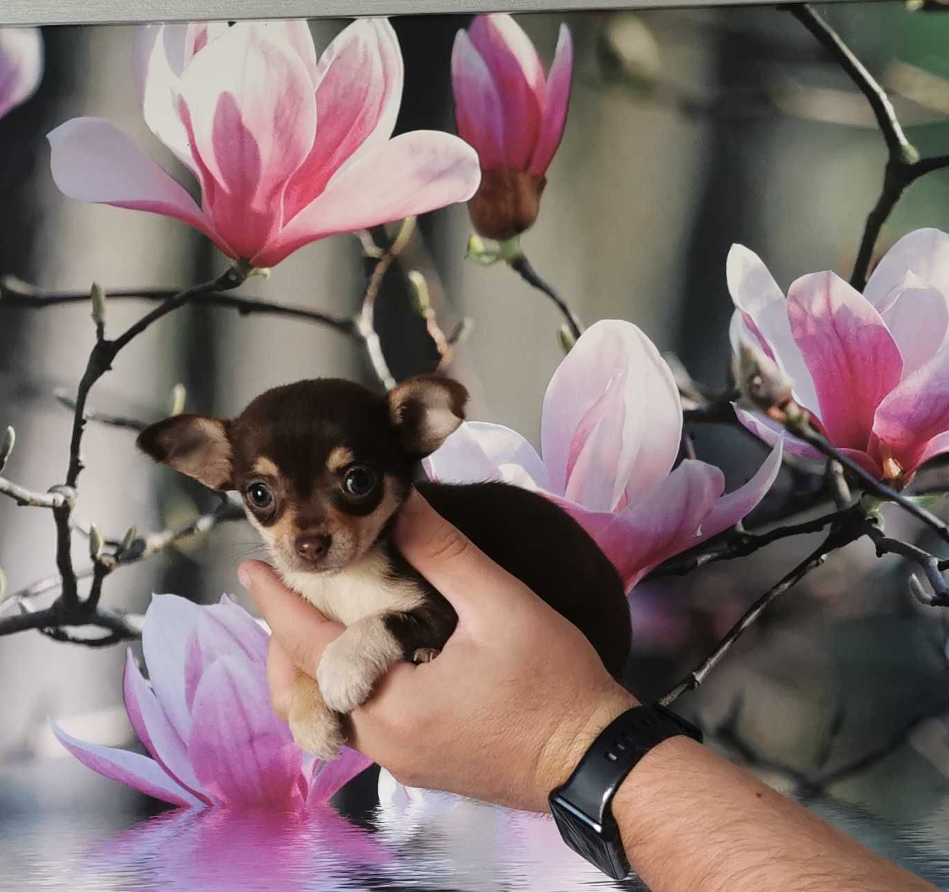 Cudowna dziewczynka rasy CHIHUAHUA !!!