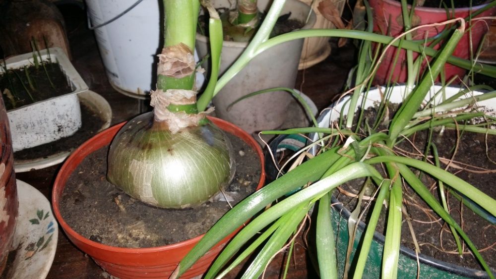 лук индийский средство от болей в суставах