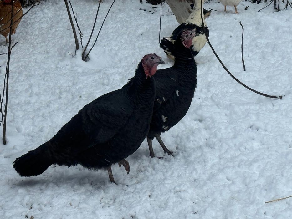 Sprzedam indyki indyczki.