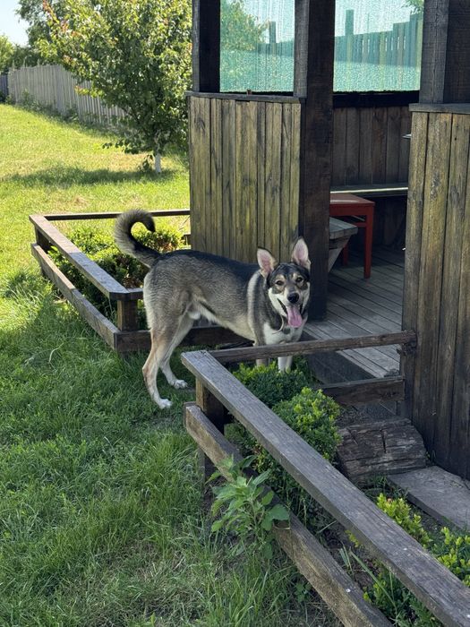 Собака охоронні здібності кобель