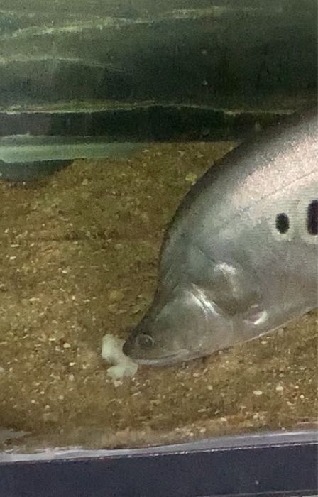 Faca palhaço 40 centimetros