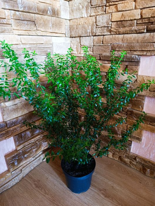 Мирт ,миртове дерево