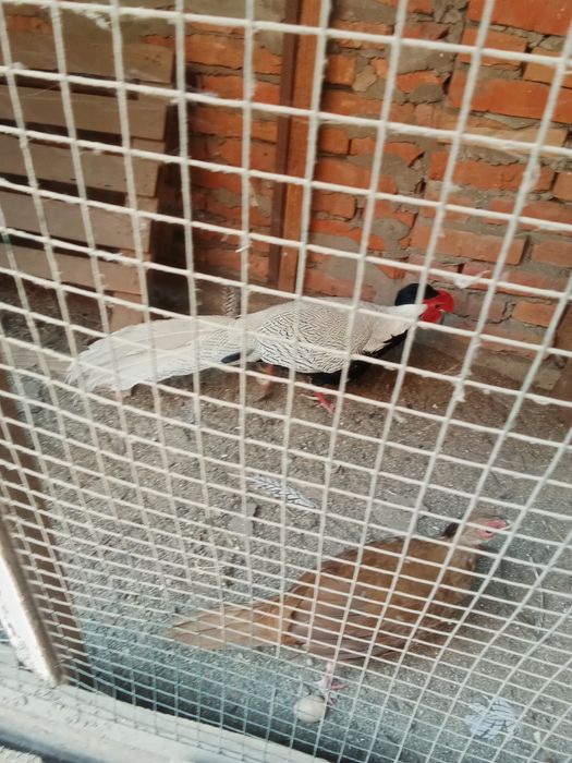 Серебряные фазаны