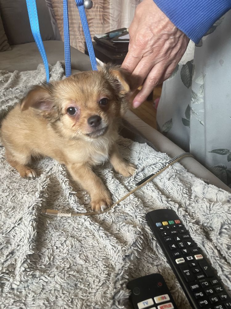 Chihuahua długowłosy