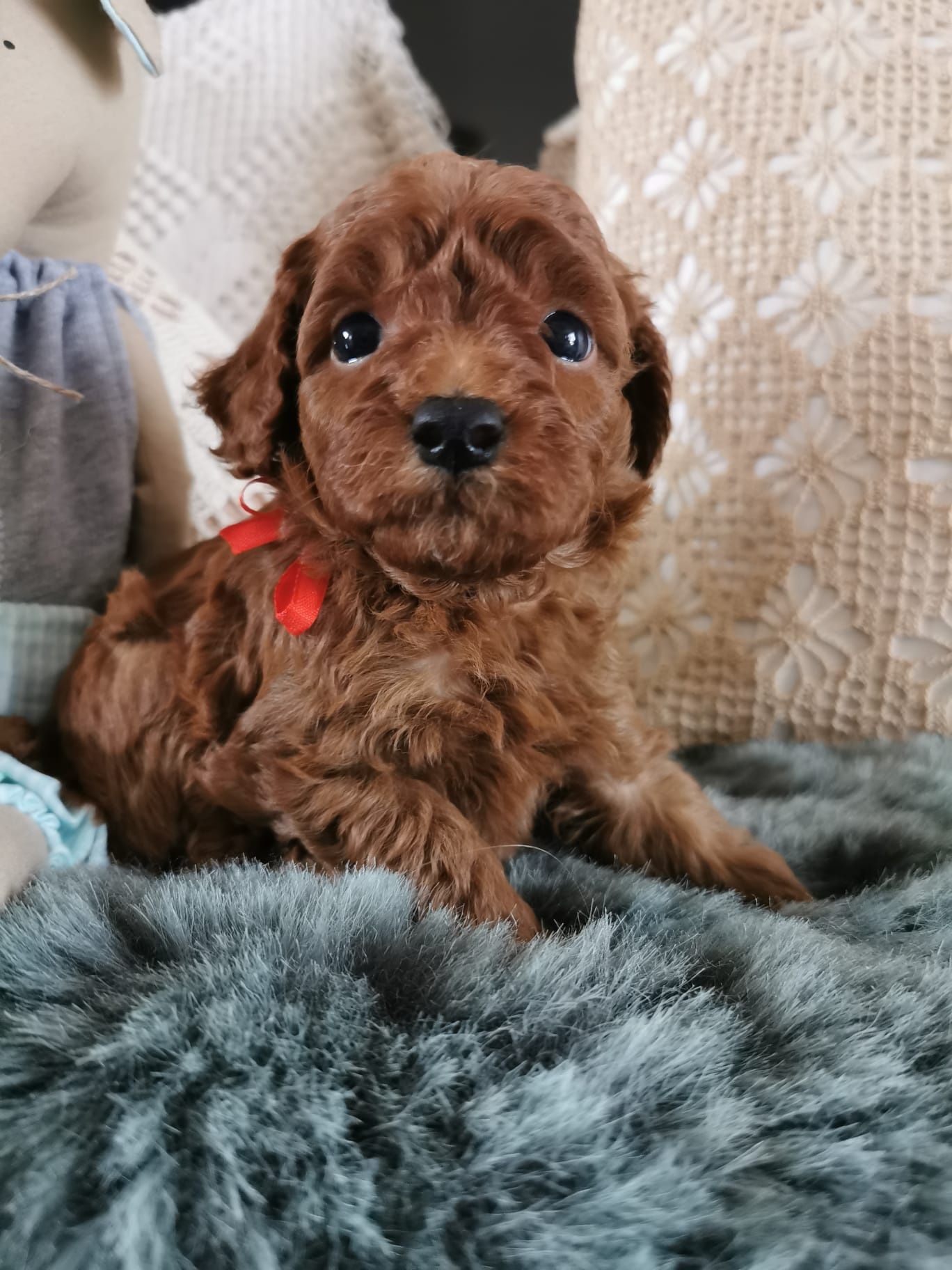 Pudel toy red brown