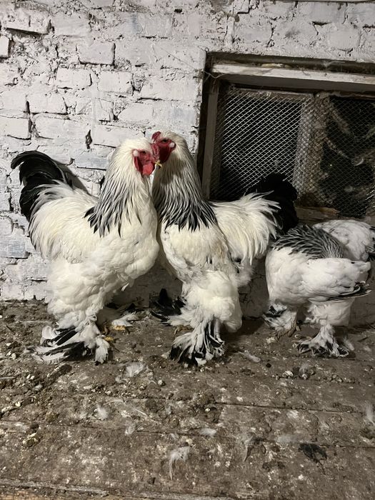 Півні або сімя світлої брами 1+1