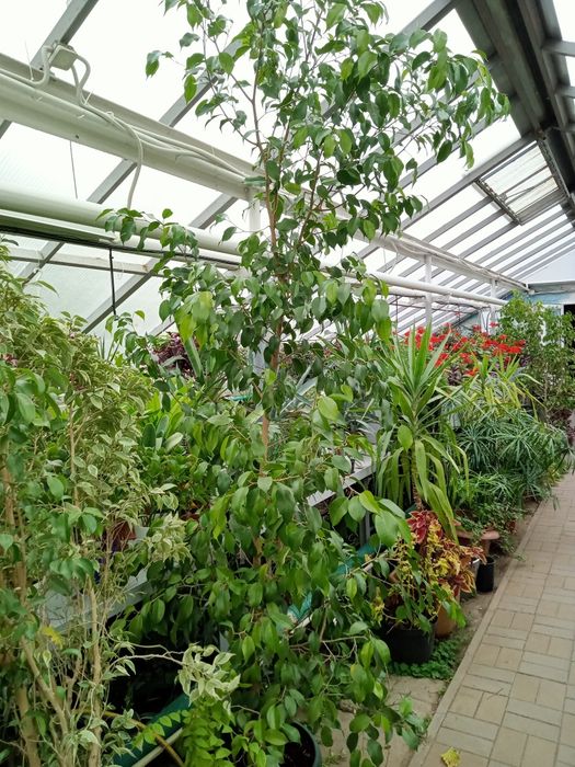 Фікус Бенжаміна.