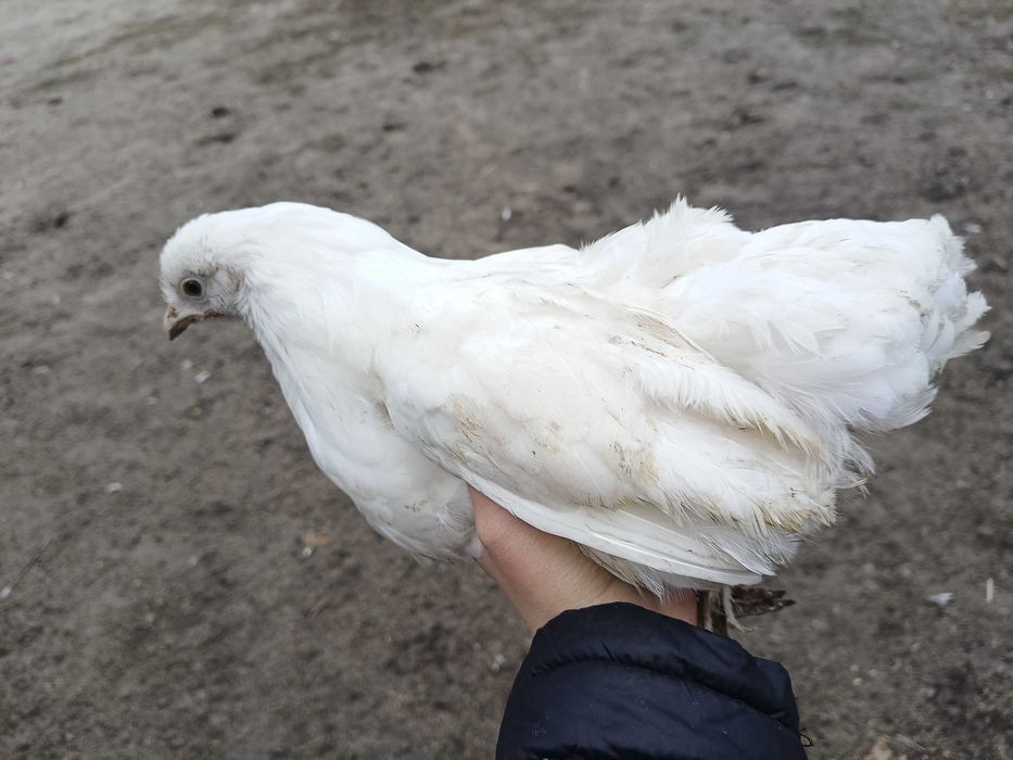 Sprzedam kury i koguty liliputki