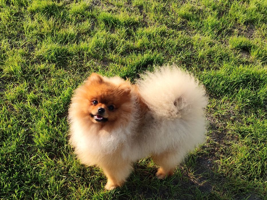 Pomeranian ,Szpic miniaturowy, idealny
