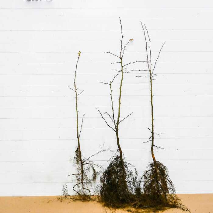 Głóg jednoszyjkowy Sadzonki Kopane Z Gruntu Duże Ilości