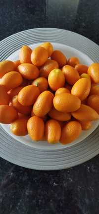 Vendo kumquat biológicos