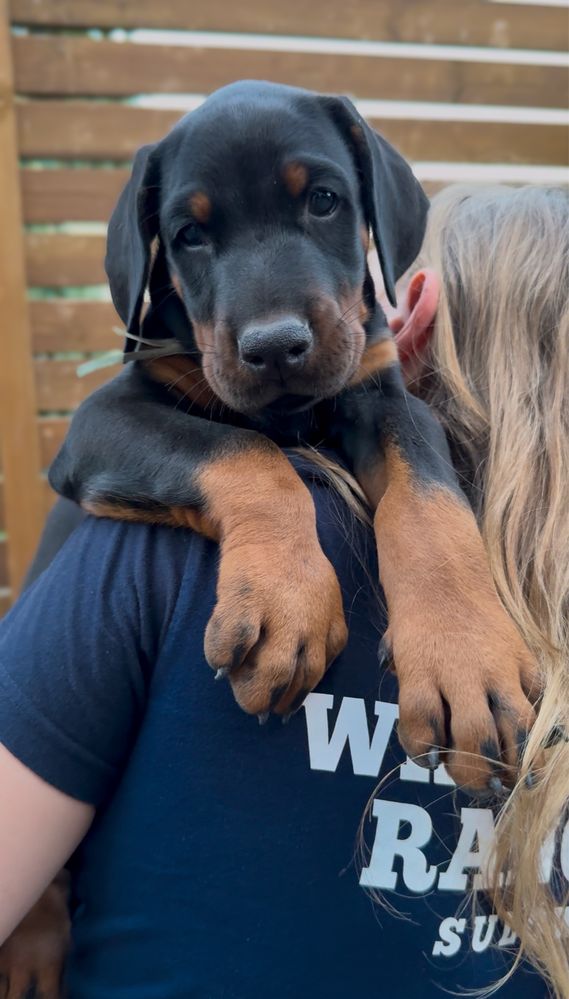 Doberman FCI/ ZKwP