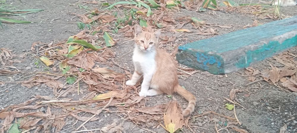 Віддам кошенят в добрі руки