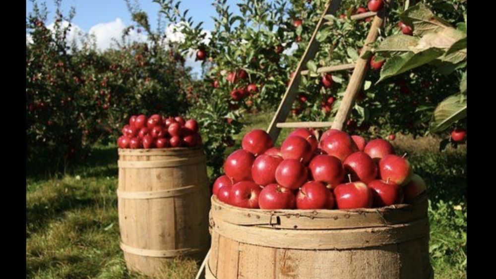 Obornik granulowany nawóz naturalny ekologiczny kurzy bydlęcy koński