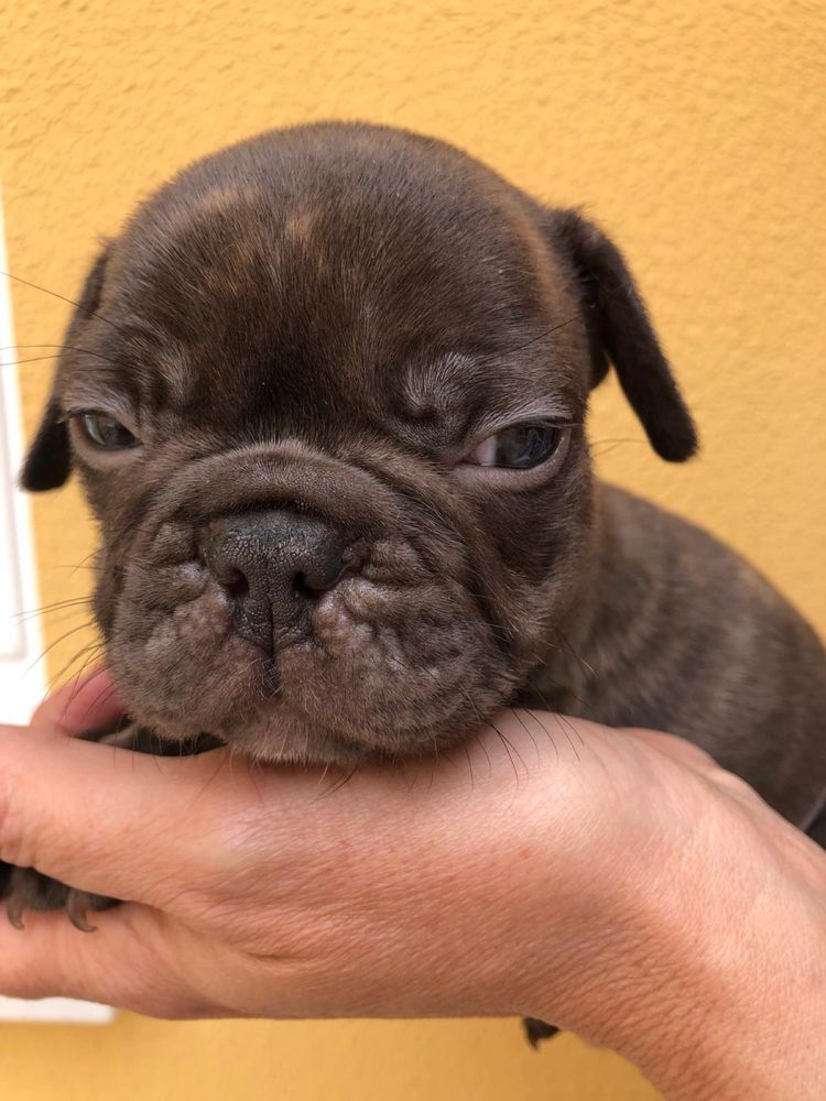 Bulldog francês   macho top exotico