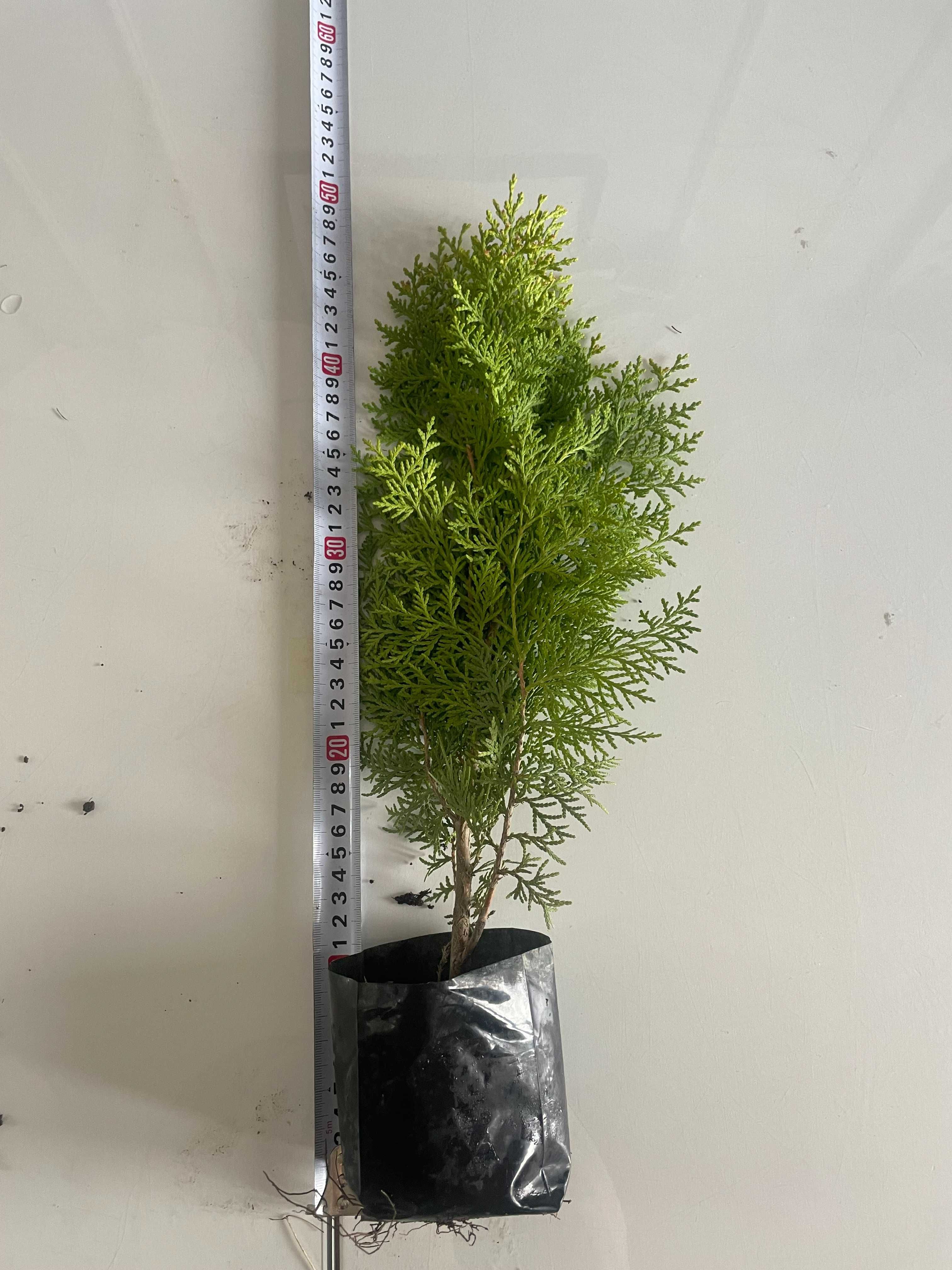 Tuja Aurea Nana 35-50cm PRODUCENT z dowozem