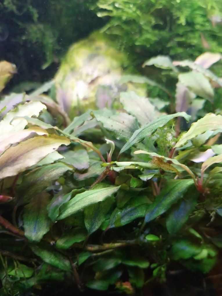 Bucephalandra szczepki