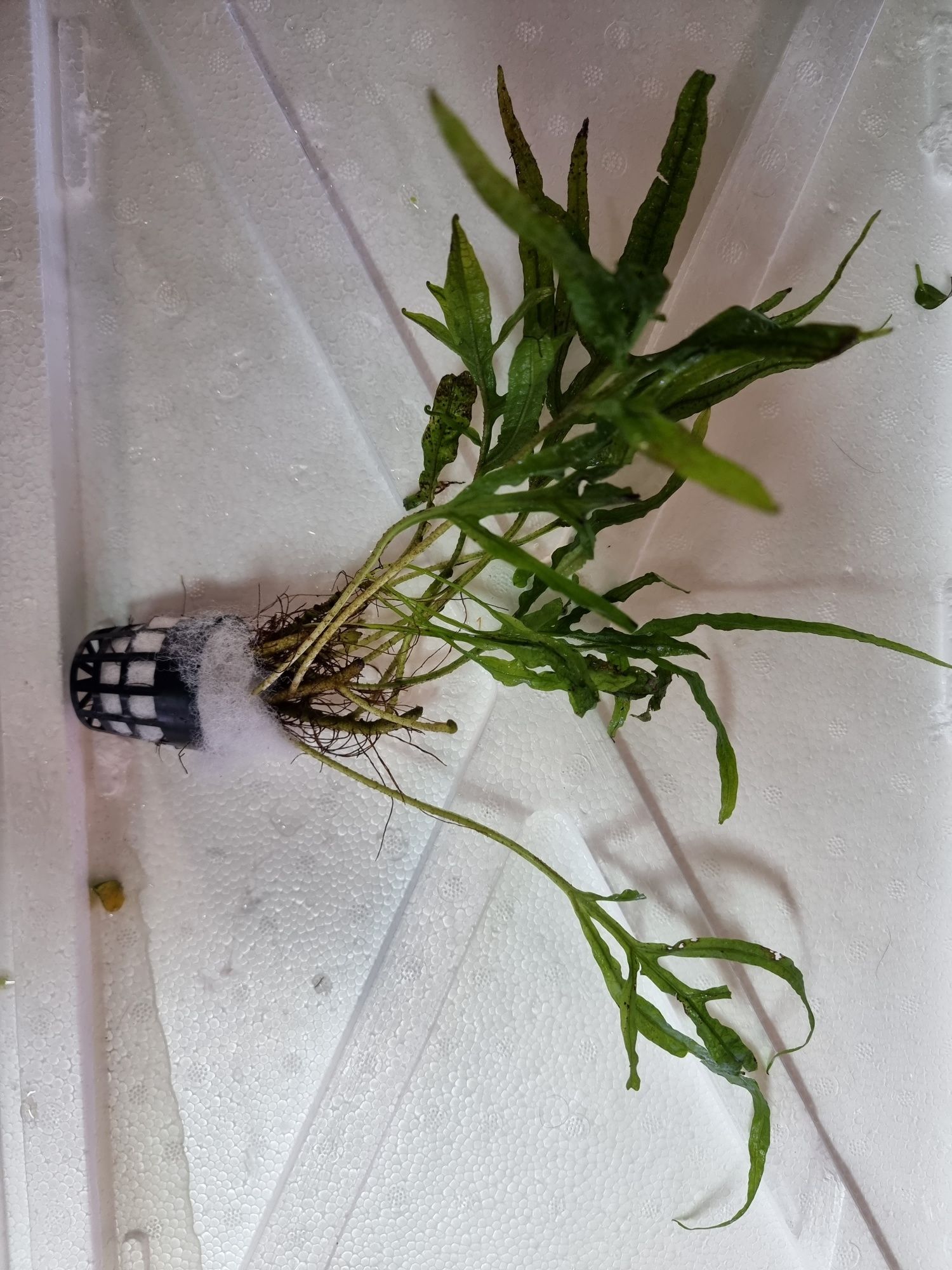 Zestaw 7 koszyków bucephalandra, anubias, microsorium,schismatoglottis