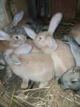 Coelhos  raça  grande  machos e fêmeas  reproductoras