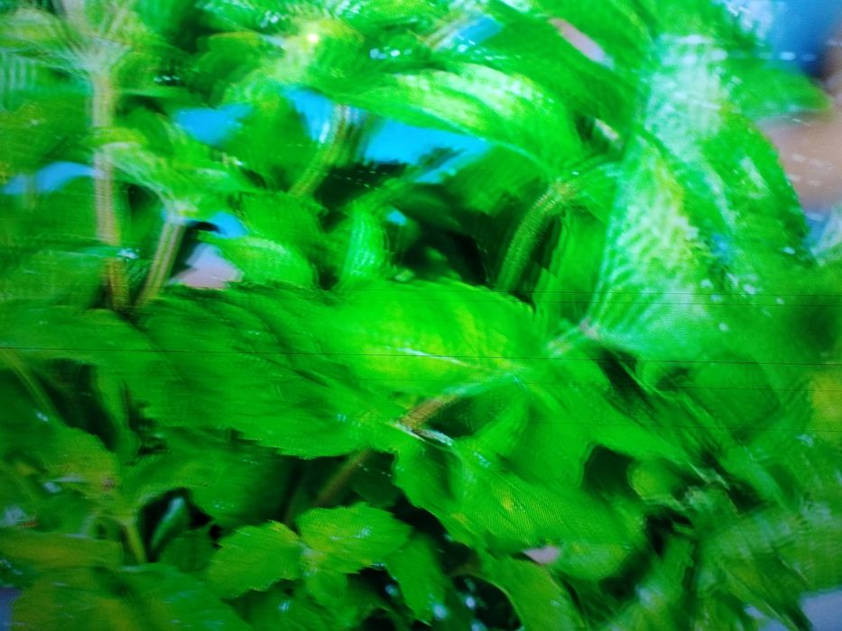 Samsung 50 дюймів 4к