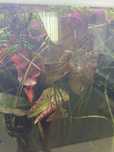 Plantas de aquario