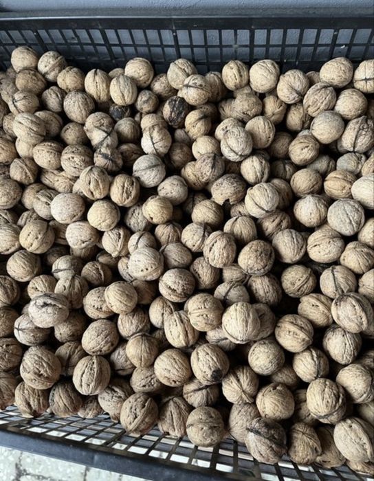 Orzechy wloskie 10 kg  orzechy