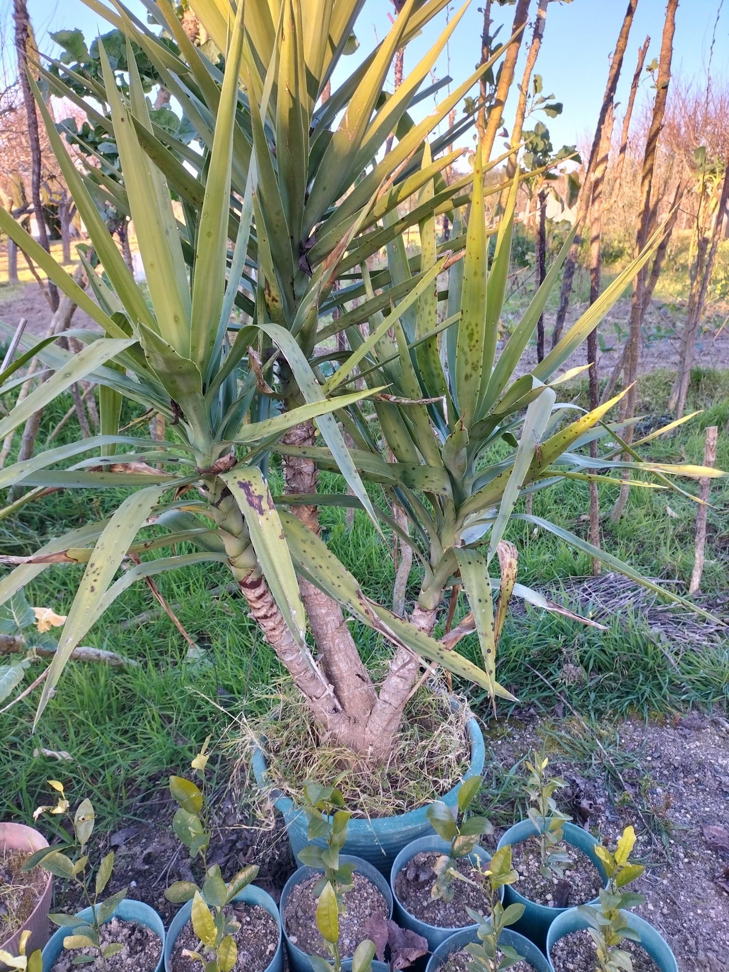 Yucas de vários tamanhos