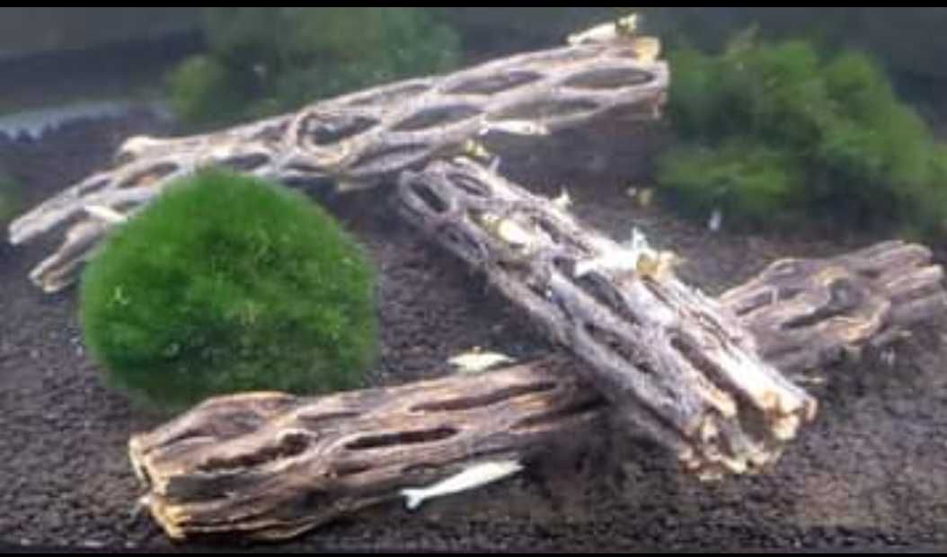 Troncos de Cholla cactus wood