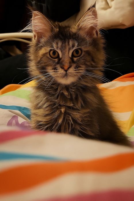 Wspaniała Maine Coon