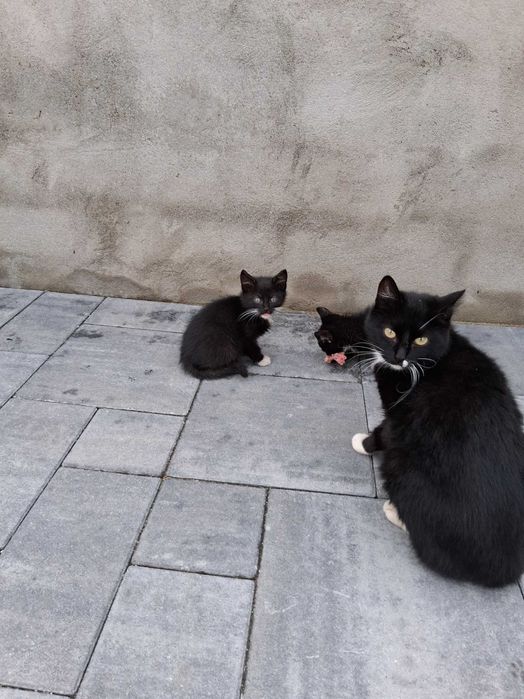 Oddam 4 młode koty w dobre ręce