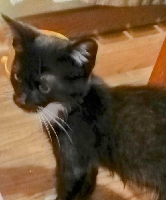 Котенок Феликс, возраст около 2, 5 месяца, ищет дом!