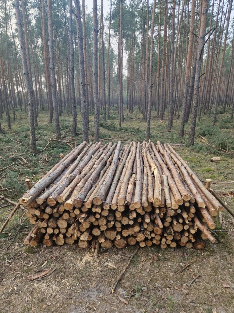 Drewno sosna 95zł za metr