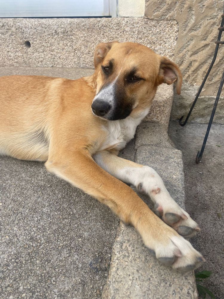 ÁTILA - cachorra para adoção responsável