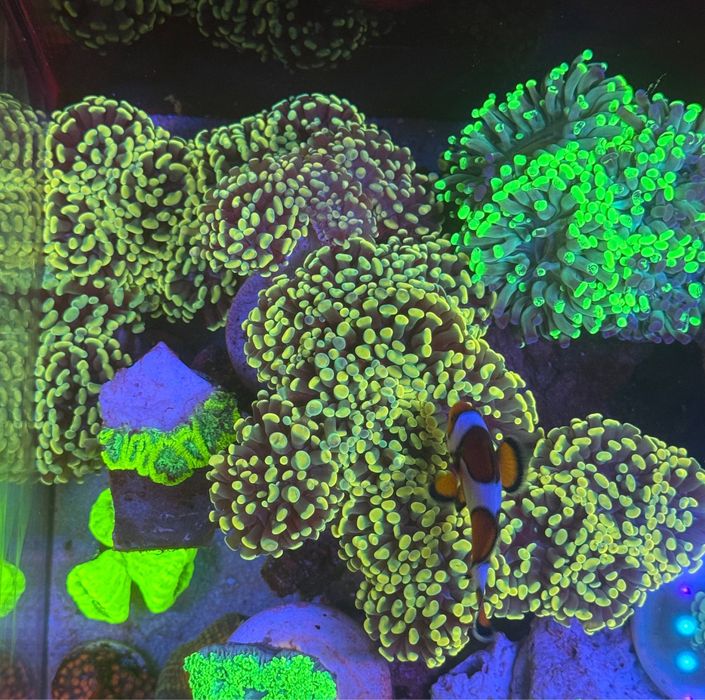 Euphyllia Paraancora Gold koralowce akwarium morskie.