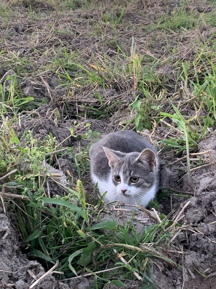 Віддам котиків в добрі руки