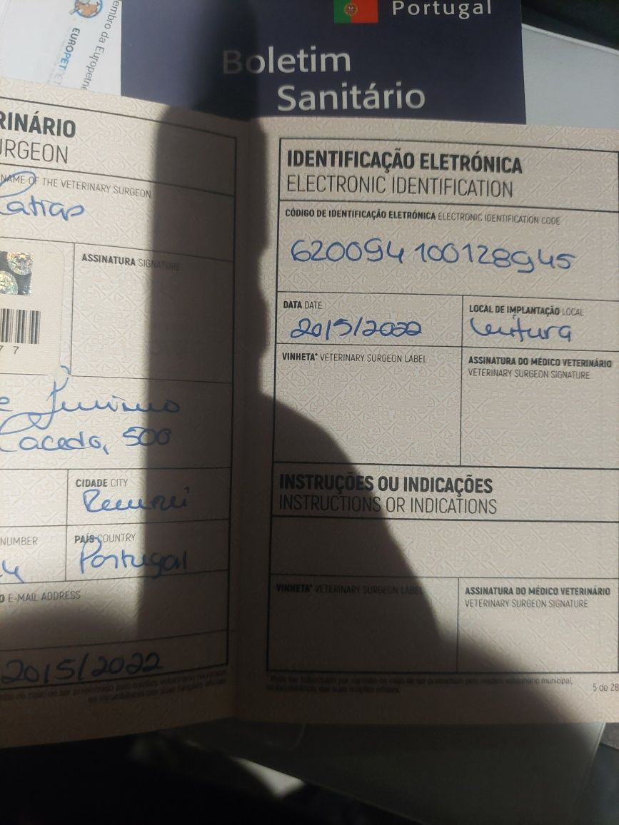 Lindo macho tigrado