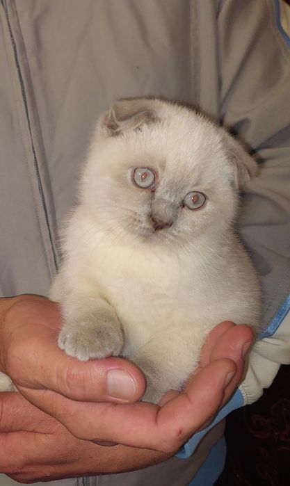 Котёнок Шотландский вислоухий Девочка.
