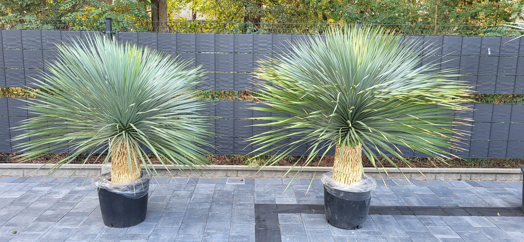 Yucca rostrata. Juka rostrata