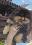 Black and tan FCI