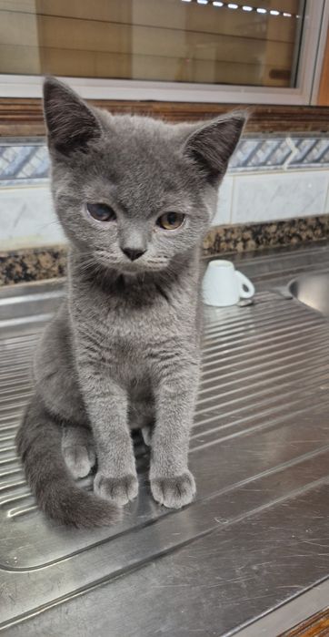 Menino scottish straigth azul