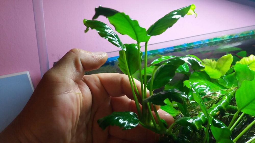 Rośliny pogostemon anubias bucephalandra