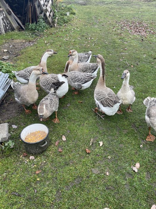 Gęsi garbonose szare