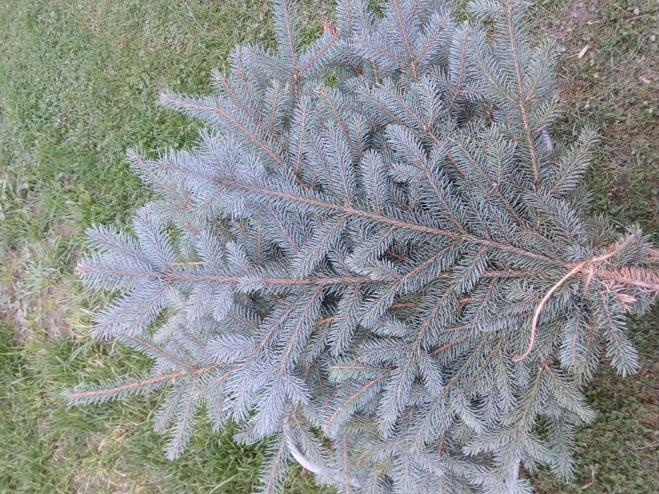 Gałązki na stroiki.