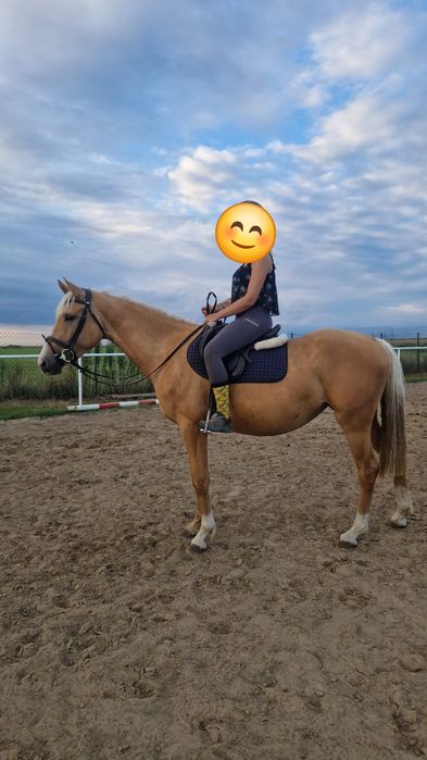Klacz wielkopolska 3 letnia