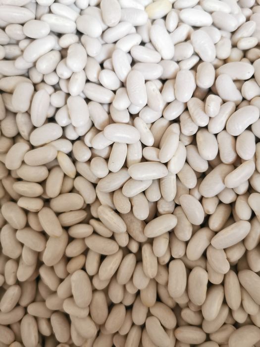 Fasola igolomska hurt detal nie pryskana