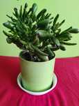 Grubosz Crassula hobbit drzewko szczęścia drzewko pieniędzy uszy shrek