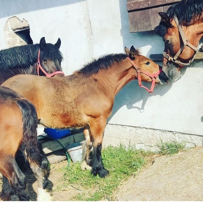 Odsadek belg arden zimnokrwisty
