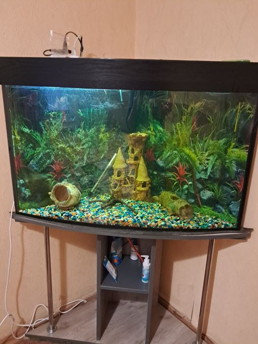 Продам аквариум угловой 170 литров  с тумбой и содержимым